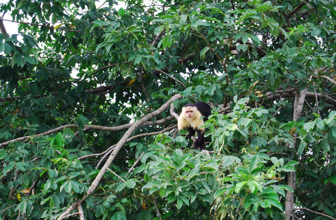 A Capuchin monkey is eyeing a tourist boat at Lake Gatun, Panama Canal