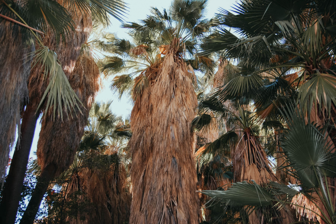 Palmen im Andreas Canyon bei Palm Springs