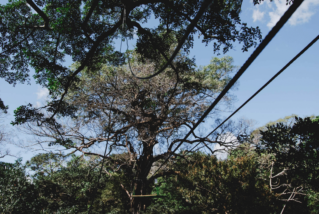 Stahlseile fürs Ziplining in Costa Ricas Nebelwald Rincon de la Vieja