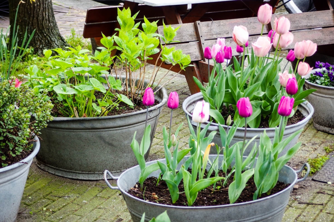 Amsterdam und seine Klischees Tulpen in einem Blumenkübel