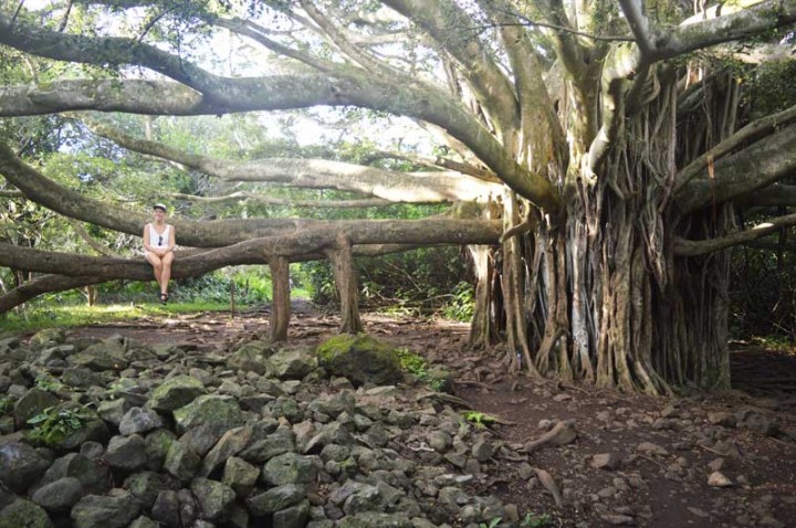 Sprachlos-in-Hawaii-Banyan-Tree