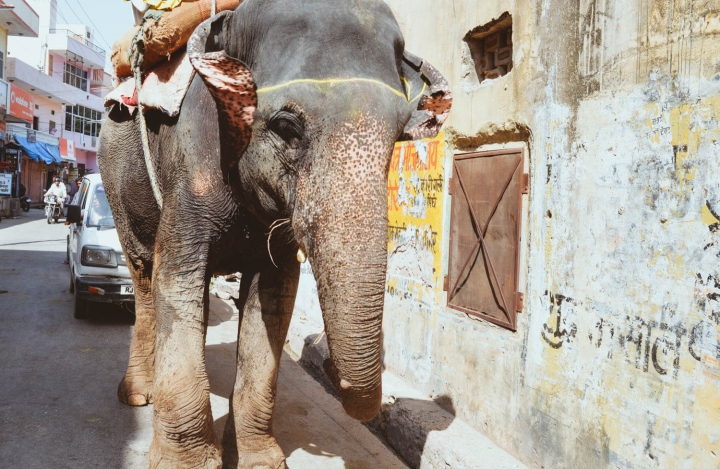 Indien in Bildern Ein Elefant wird durch die Straßen von Jaipur getrieben