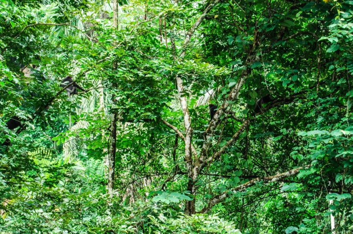 Wanderung durch den Sinharaja Forest Sri Lanka Weißbartlanguren im Blätterdach