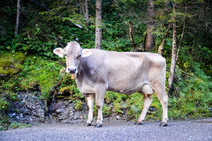 Eine Kuh auf der Straße im Voldertal in der Region Hall-Wattens