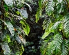 Inselhopping-Guide Hawaii Welche Insel ist die richtige für dich Big Island Pflanzen im botanischen Garten