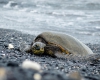 Inselhopping-Guide Hawaii Welche Insel ist die richtige für dich Big Island Schildkröte am Strand