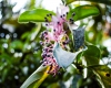Inselhopping-Guide Hawaii Welche Insel ist die richtige für dich Big Island tropische Blütenpflanze