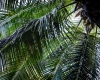 Inselhopping-Guide Hawaii Welche Insel ist die richtige für dich Kauai Palme im botanischen Garten