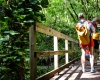 Inselhopping-Guide Hawaii Welche Insel ist die richtige für dich Kauai Wanderung durch den Dschungel