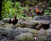 Inselhopping-Guide Hawaii Welche Insel ist die richtige für dich Kauai wilde Hühner