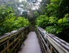 Inselhopping-Guide Hawaii Welche Insel ist die richtige für dich Maui Holzbrücke