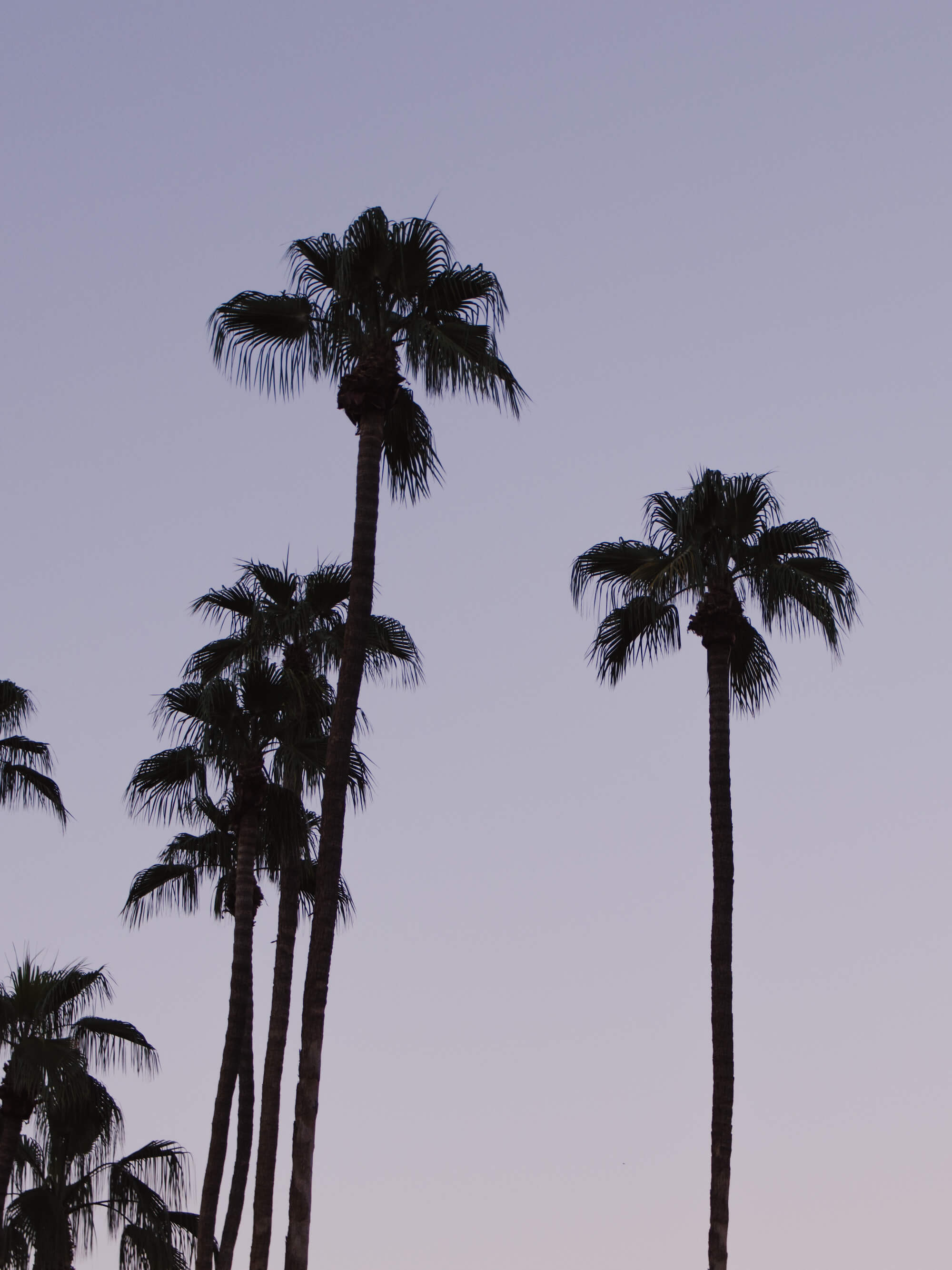 Anleitung zum Treibenlassen Palmen im Sonnenuntergang Los Angeles Kalifornien
