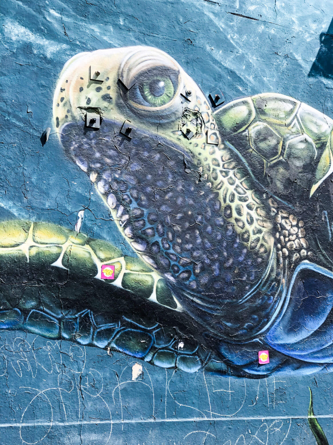 Street Art Guide Köln Schildkröte