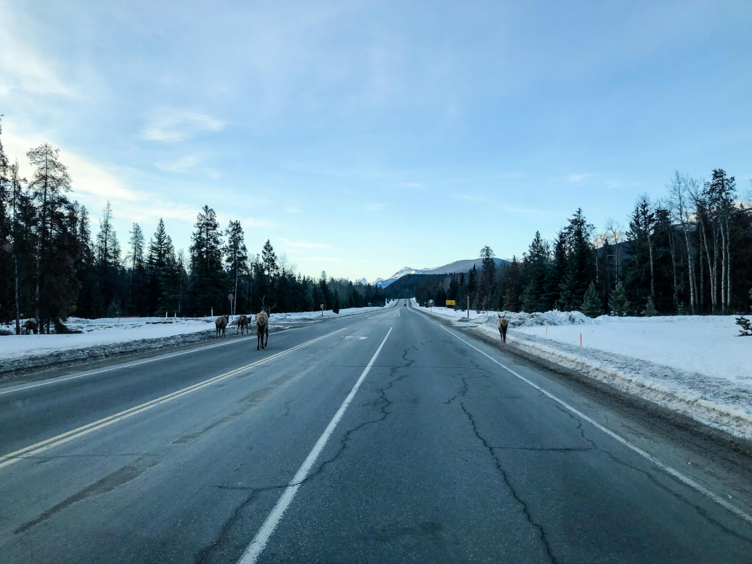 Winterurlaub in Kanada Wapitis auf der Straße